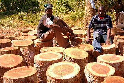 Djembe Holz, Lenke Holzstamm