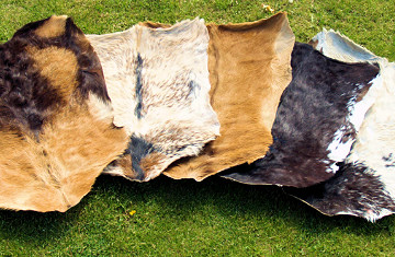 Ziegen Fell, Goatskin, Ziegenhaut, Trommelfell