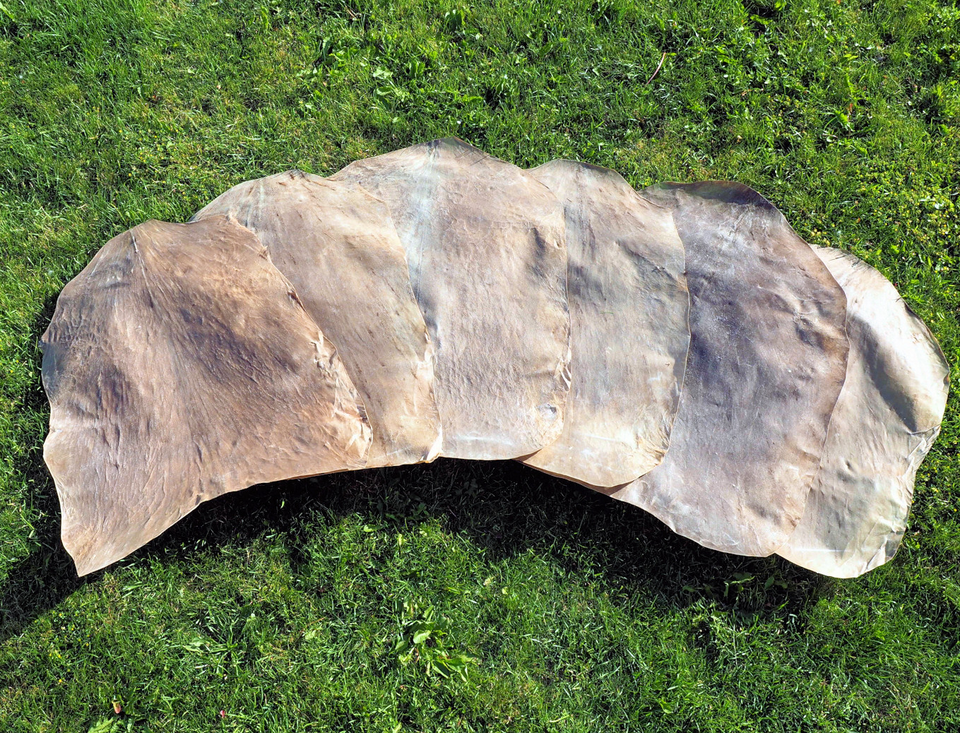 Djembe & Trommel Fell Ziegenhaut Kuhfell Kalbsfell Büffel