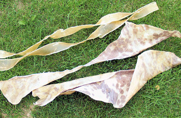 Ziegen Fell, Goatskin, Ziegenhaut, Trommelfell